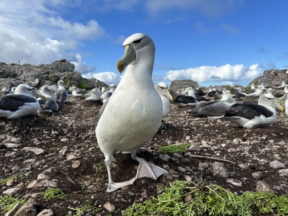 Thumbnail for Thick ones, pointy ones – how albatross beaks evolved to match their prey