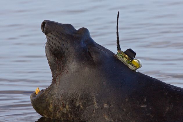 Thumbnail for Seals uncover new ocean depths in East Antarctica