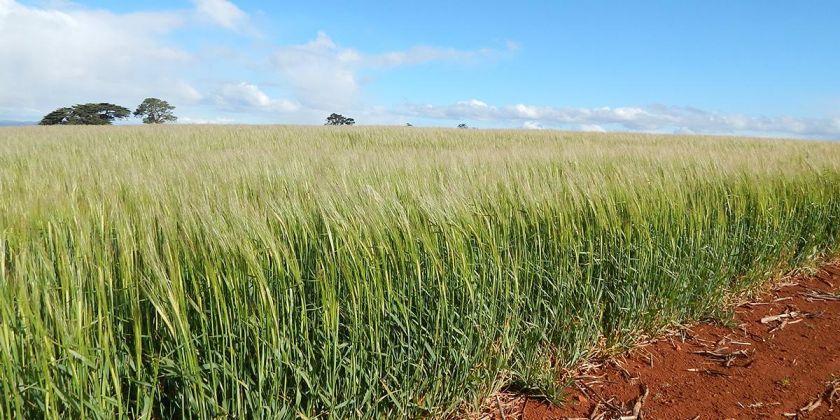 Thumbnail for Breeding barley to reduce environmental impact