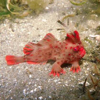 Thumbnail for Vital funding partnership announced to save  Red Handfish from extinction