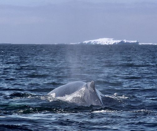 Thumbnail for Access all areas: first recorded sighting of humpback whales in Antarctica’s western Weddell Sea