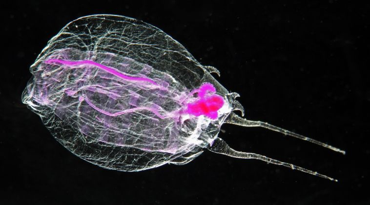 Thumbnail for Marine zooplankton bring global meeting to Hobart