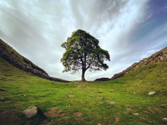 Thumbnail for Why it feels so bad to lose the iconic Sycamore Gap tree