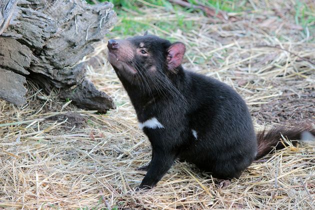 Thumbnail for Tasmanian Devils and quolls are needed for ecosystem balance