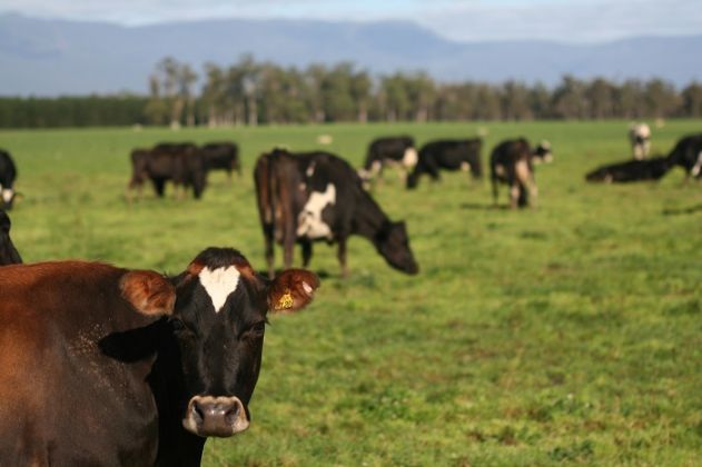 Thumbnail for Industry leaders recognised at Tasmanian Dairy Awards