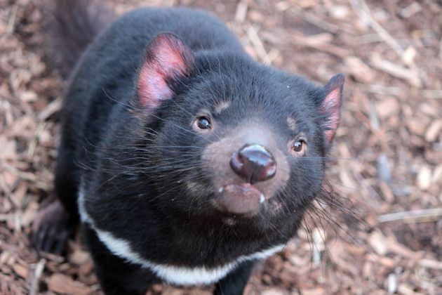 Thumbnail for Tasmanian devil facial tumours reveal secrets of cancer evolution