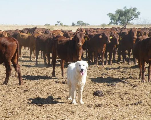 Thumbnail for The ancient practice of livestock guardian dogs is highly successful on Australian farms today