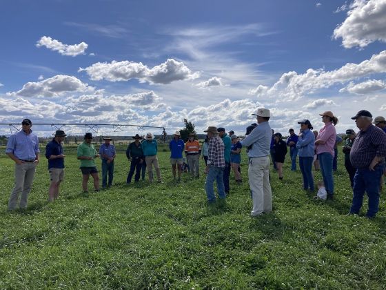 Thumbnail for Legume field days to help boost Tasmanian pasture productivity