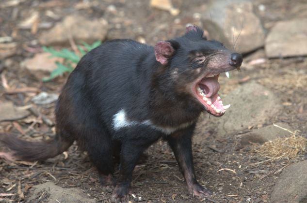 Thumbnail for A biting discovery about Tasmanian devils