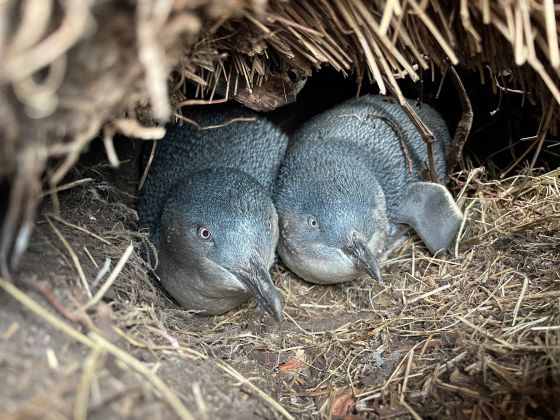 Thumbnail for ‘Forever chemicals’ detected in lutruwita / Tasmania’s Little penguins and their nests
