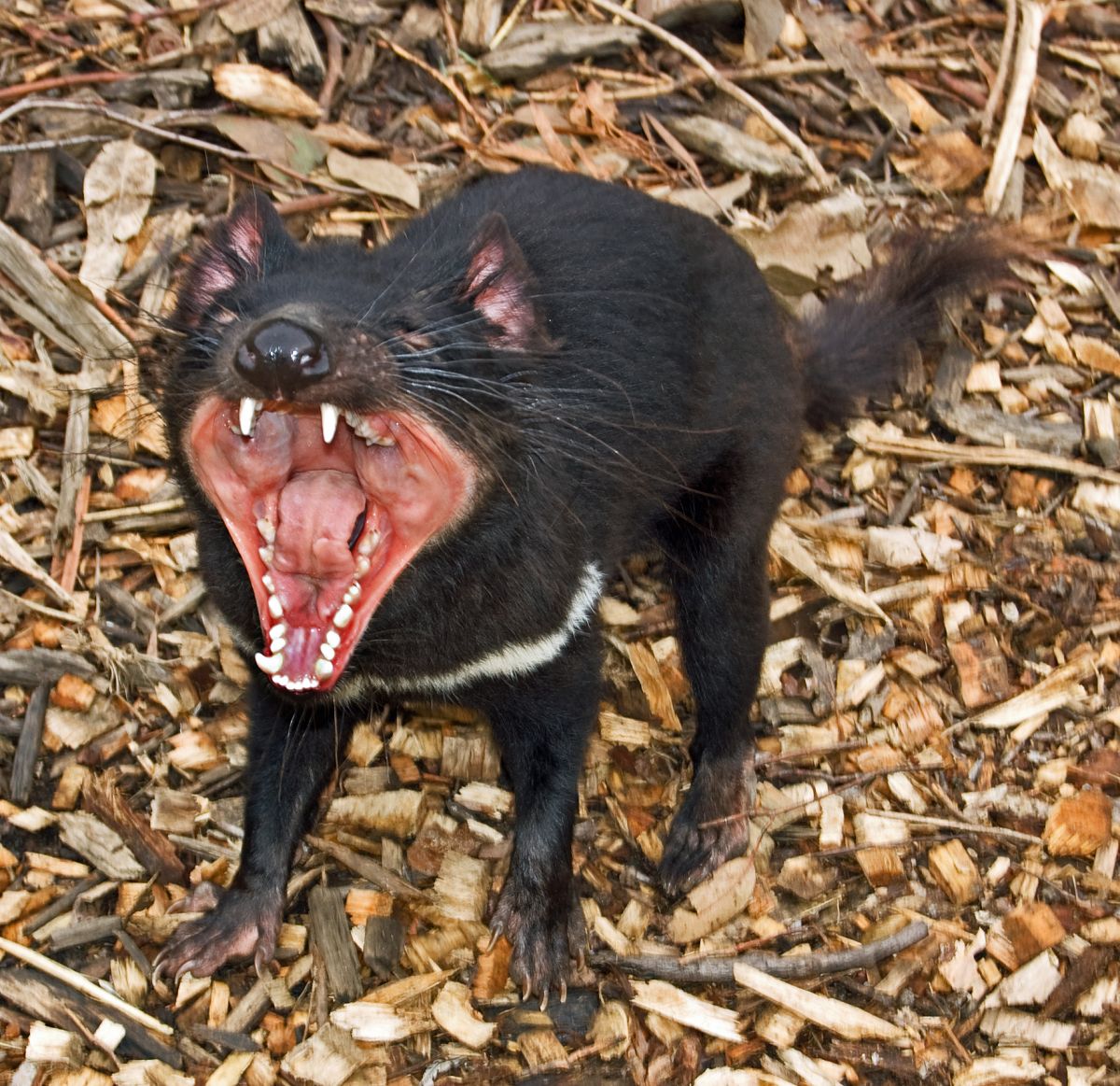 Tasmanian devils learning to live with DFTD - Research Division