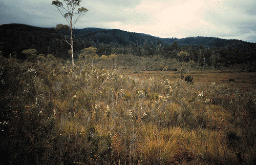 Site 2.2 Sclerophyll shrubbery (Kallista Ck) on the Scotts Peak Dam Road.