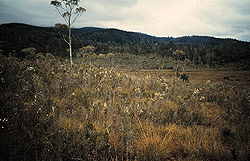 Site 2.2 Sclerophyll shrubbery (Kallista Ck) on the Scotts Peak Dam Road.