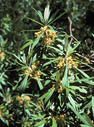 Bedfordia salicina