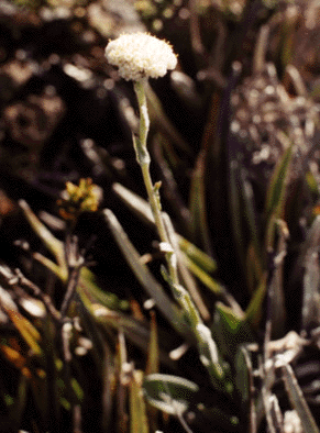 Craspidia alpina