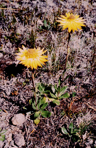 Helichrysum thyrsoides