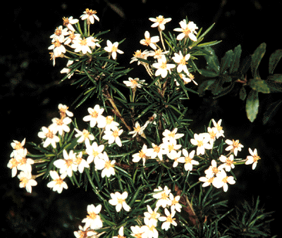 Olearia pinifolia