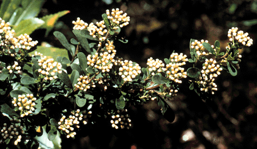 Ozothamnus antennaria (Helichrysum antennarium)