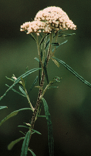 Ozothamnus ferrugineus (Helichrysum dendroideum)