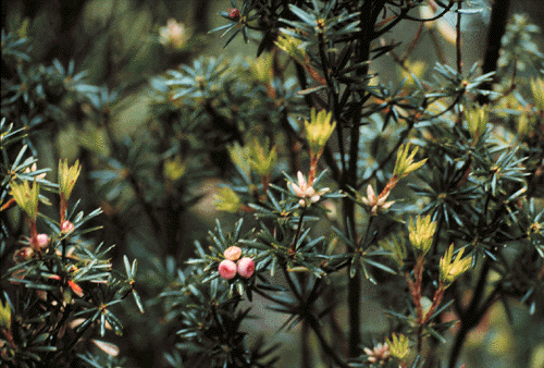 Cyathodes  glauca