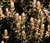 Species Information Page