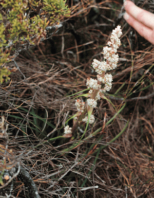 Dracophyllum milliganii