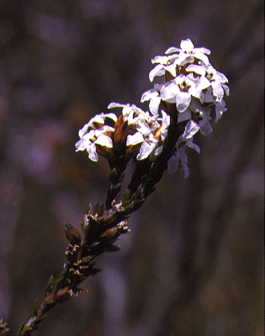 Epacris corymbiflora