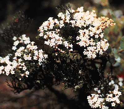 Epacris serpyllifolia