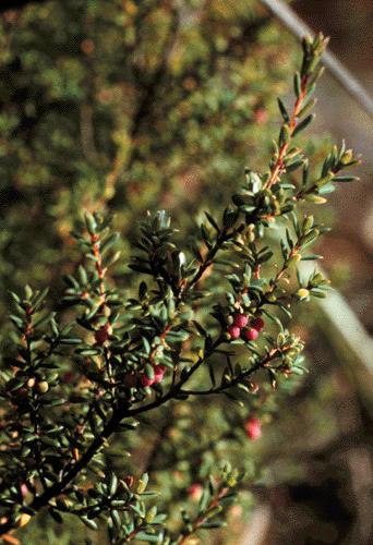 Monotoca linifolia