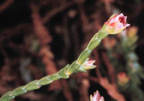 Sprengelia distichophylla