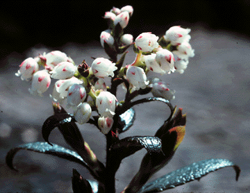 Gaultheria hispida