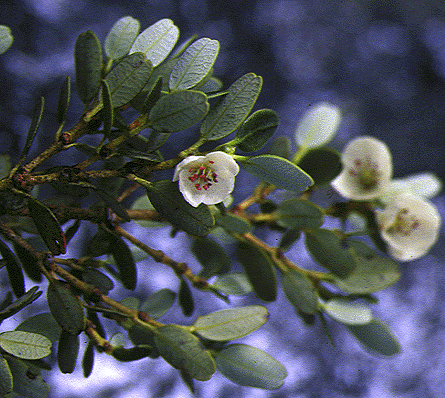 Eucryphia milliganii
