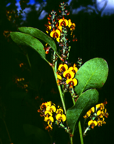 Daviesia latifolia