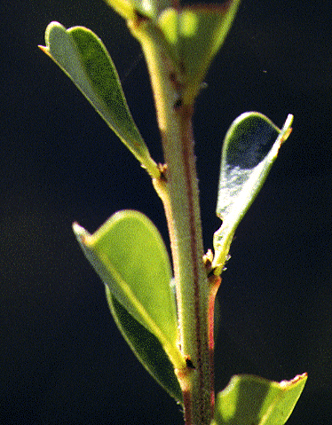 Pultenaea daphnoides