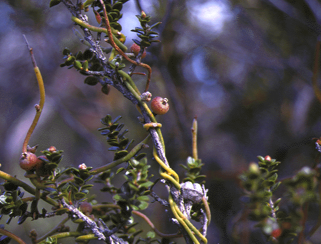Cassytha melantha