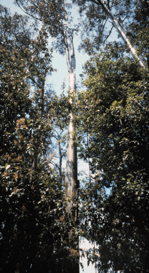 Eucalyptus johnstonii