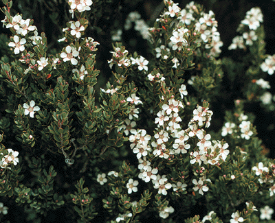 Leptospermum nitidum
