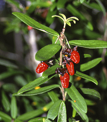 Pittosprorum bicolor