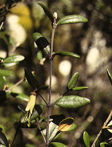Correa lawrenciana