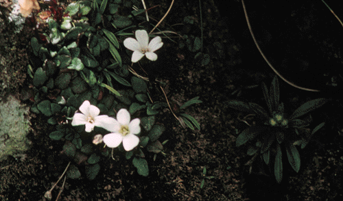 Fostera bellidifolia