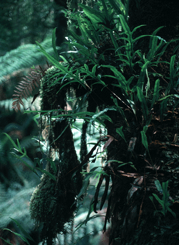 Phymatosorus pustulatus (Microsorum diversifolium)