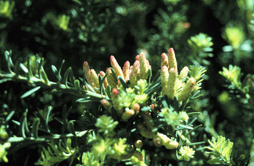 Podocarpus lawrencei