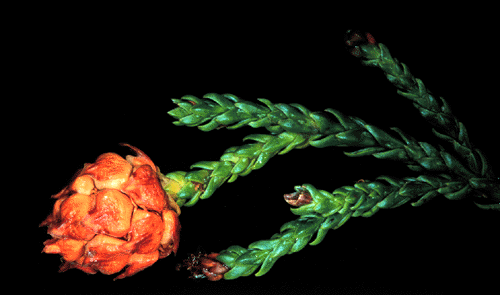 Athrotaxis laxifolia
