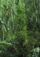 Species Information Page