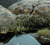 Species Information Page
