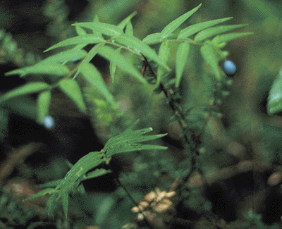 Drymophila cyanocarpa