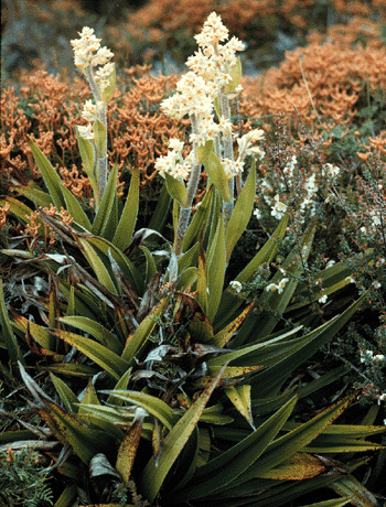 Milligania densiflora