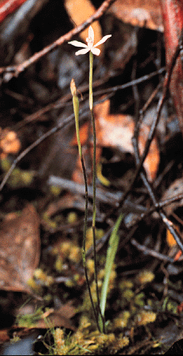 Caldenia alpina