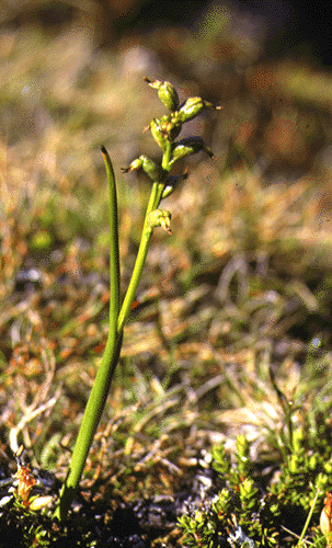 Prasophyllum alpinum