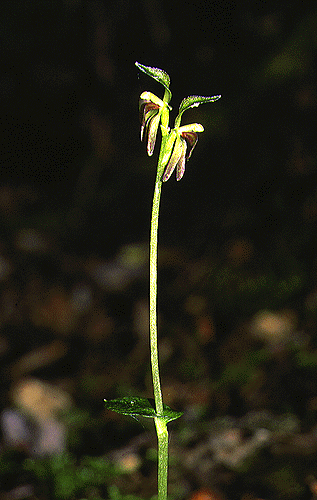 Townsonia viridis